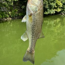 ラージマウスバス