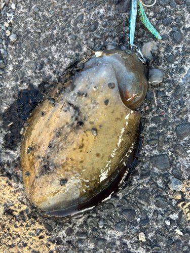 コウイカの釣果