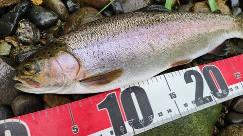 ニジマスの釣果