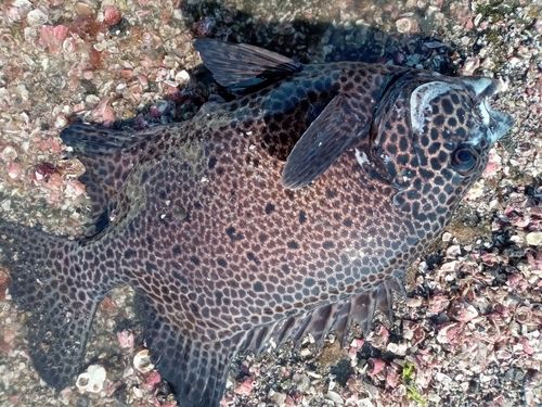 イシガキダイの釣果