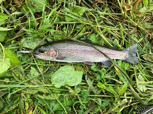 ニジマスの釣果