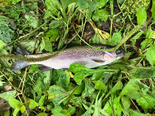 ニジマスの釣果