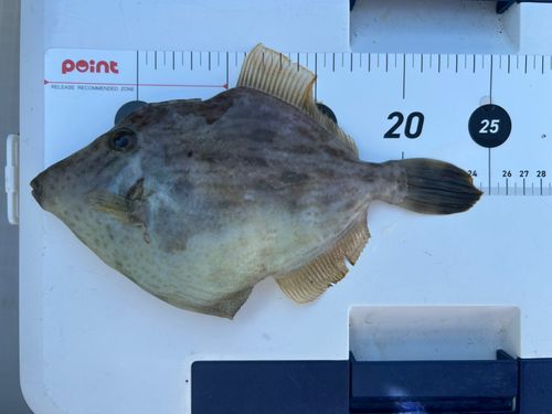 カワハギの釣果