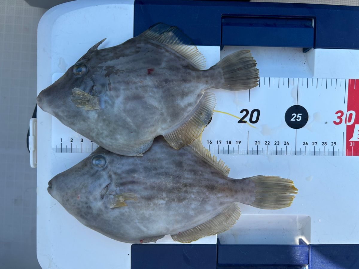 釣り吉どん兵衛さんの釣果 2枚目の画像