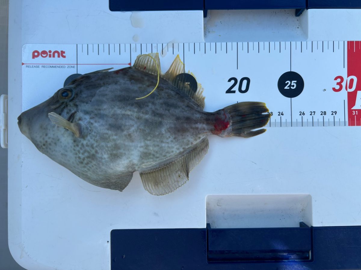 釣り吉どん兵衛さんの釣果 3枚目の画像