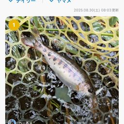 ヤマメ