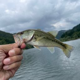 ラージマウスバス