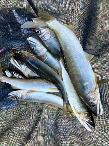 アユの釣果
