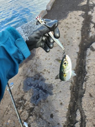 サバの釣果