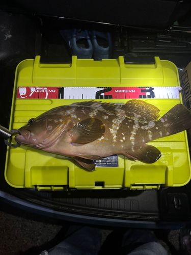 アコウの釣果