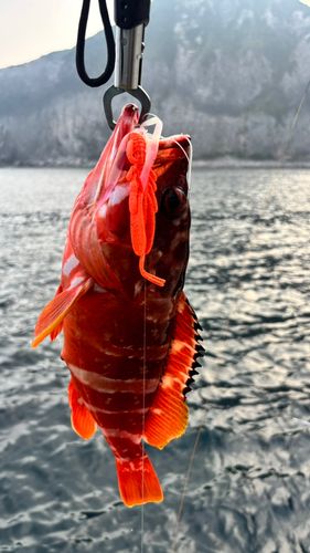 アカハタの釣果