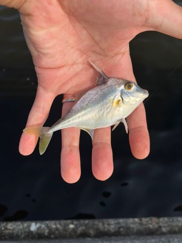 ギマの釣果