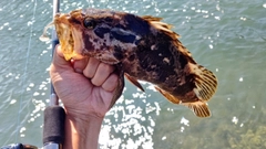 タケノコメバルの釣果