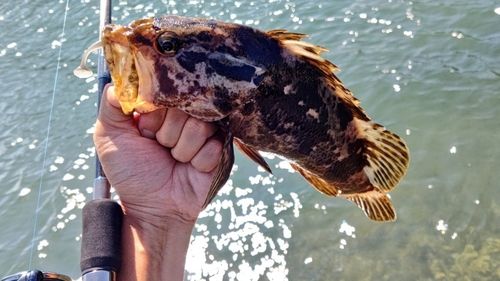 タケノコメバルの釣果