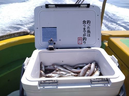 シロギスの釣果