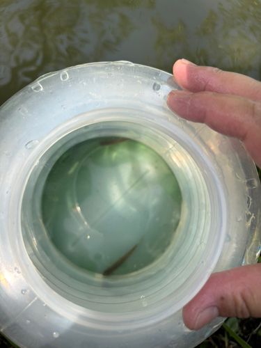 フナの釣果