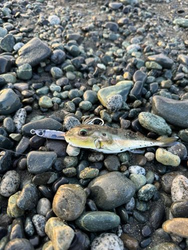 フグの釣果