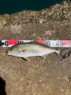 ネイリの釣果