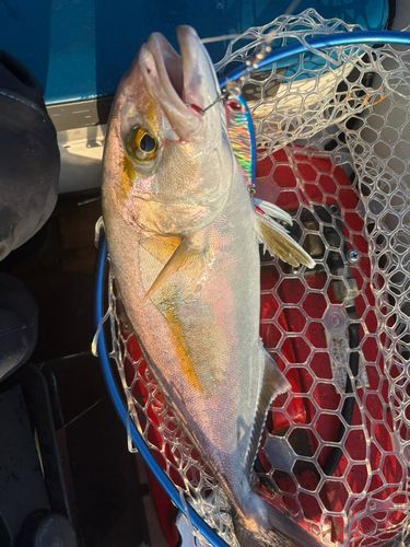 カンパチの釣果