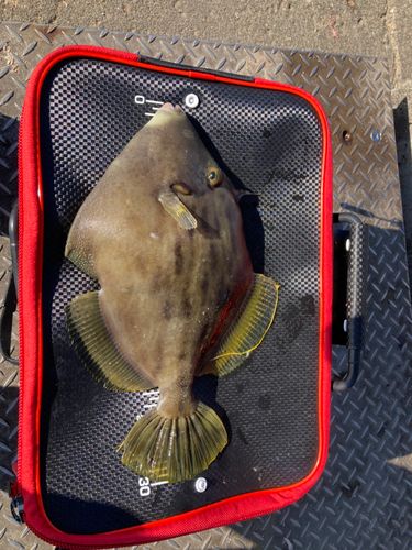 カワハギの釣果