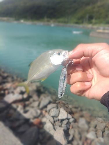 メッキの釣果