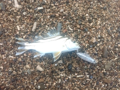 コトヒキの釣果