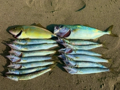 カマスの釣果
