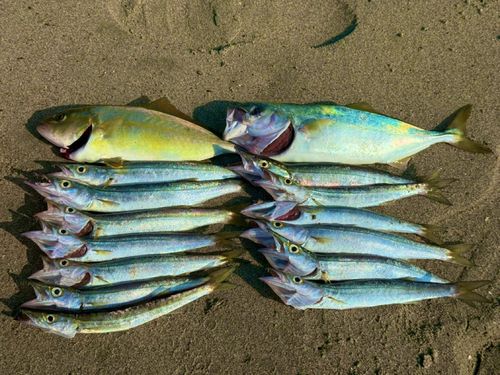 カマスの釣果
