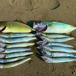 カマス