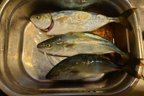 ツバイソの釣果