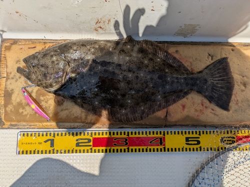 ヒラメの釣果