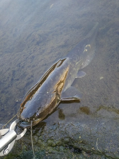 マナマズの釣果