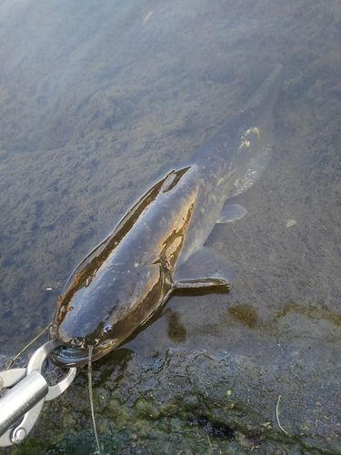 マナマズの釣果
