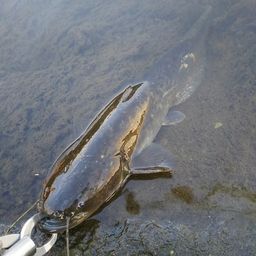 マナマズ