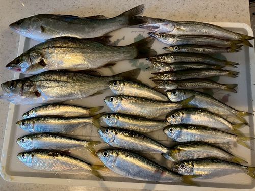 釣果