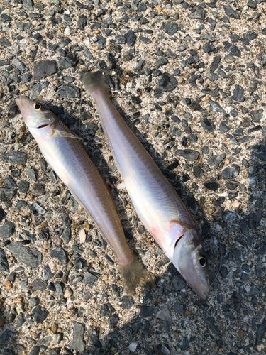 シロギスの釣果