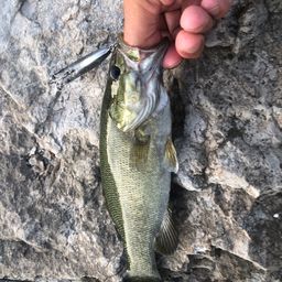 スモールマウスバス