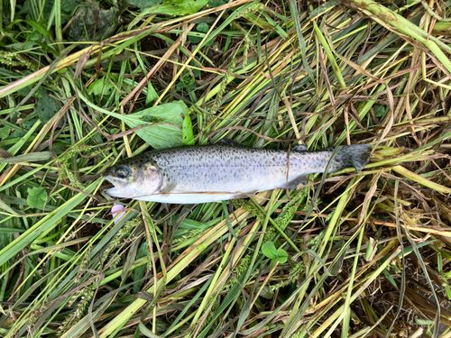 ニジマスの釣果