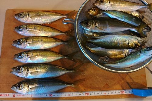 アジの釣果