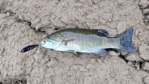 スモールマウスバスの釣果