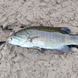 スモールマウスバス