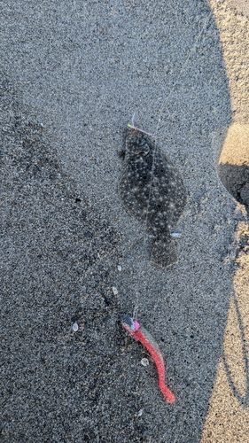 ヒラメの釣果