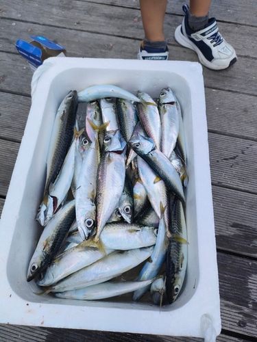 サバの釣果