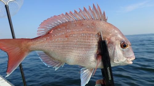 マダイの釣果