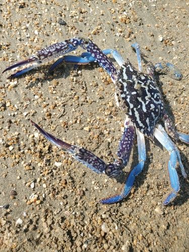 ワタリガニの釣果