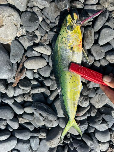 シイラの釣果