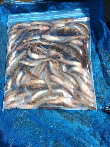 ハゼの釣果