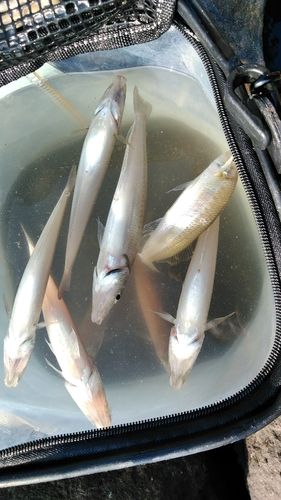 シロギスの釣果