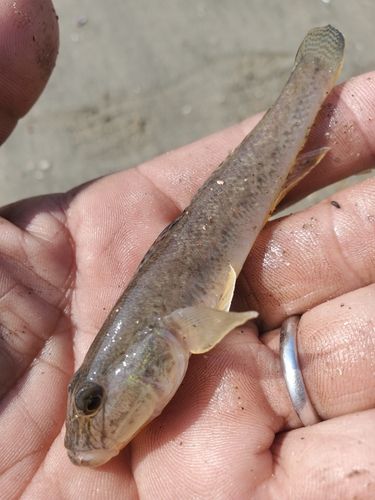 ハゼの釣果