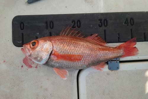 アカムツの釣果